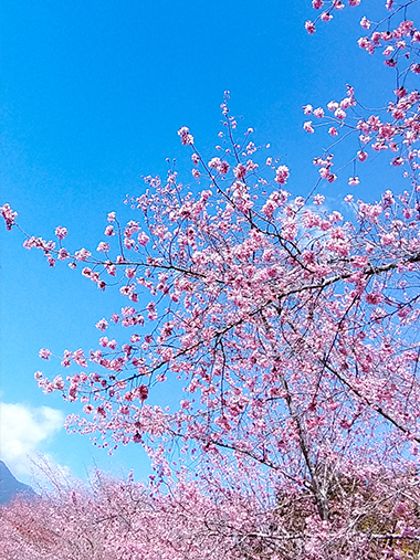 季節主題旅遊