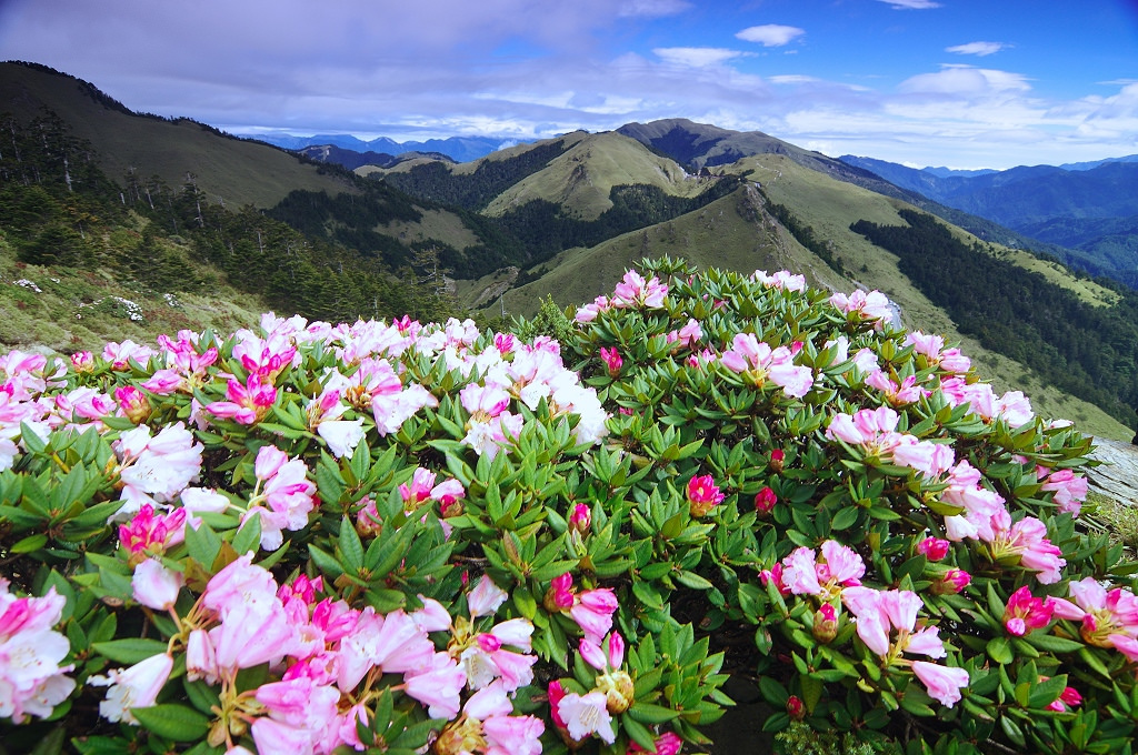 《季節百岳》合歡高山杜鵑花海繽紛二日遊