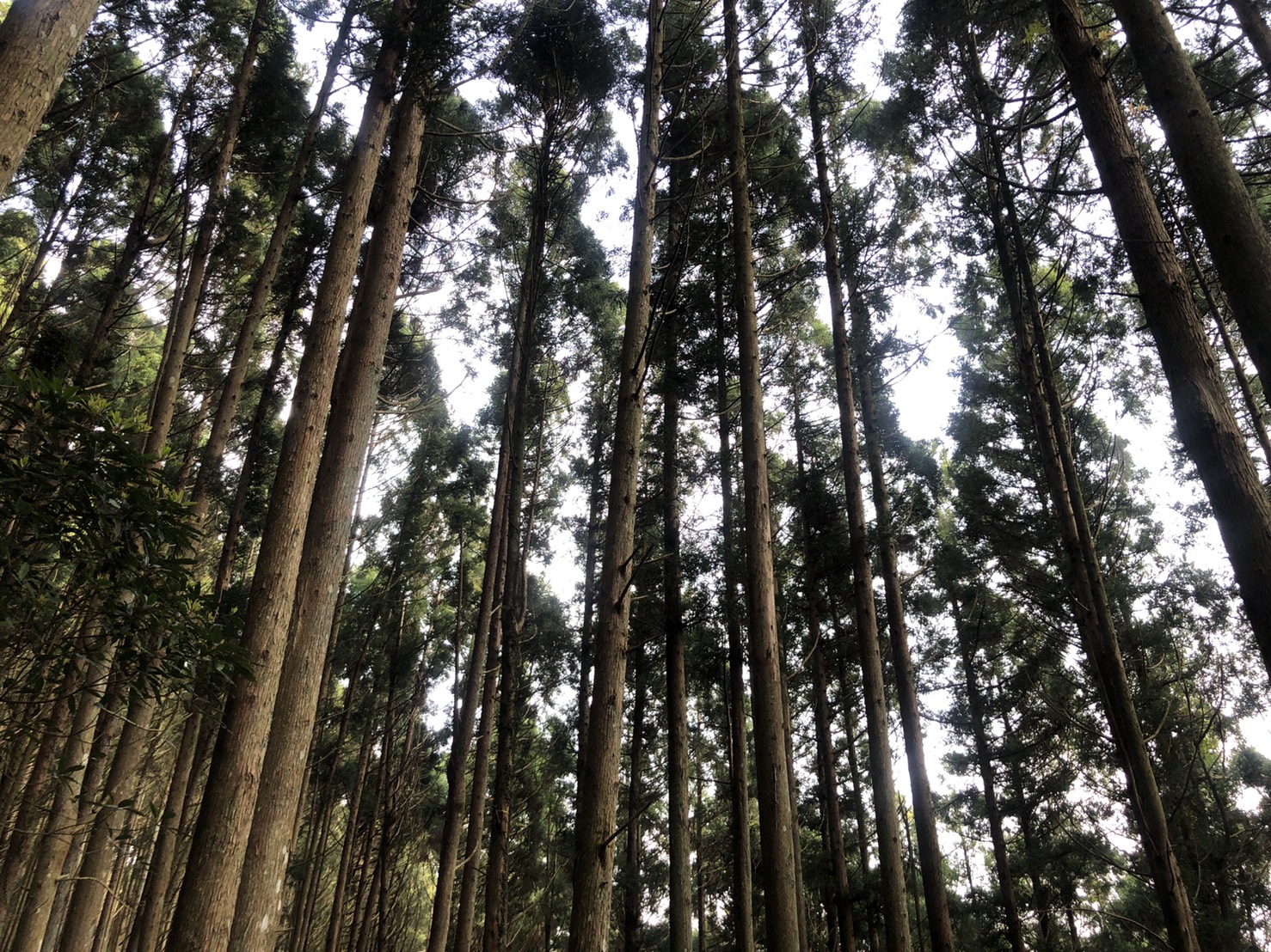 《森林療癒》六星級的松針森林步道-高島縱走一日遊