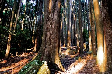 《認識山林》加里山柳杉林一日登山健行