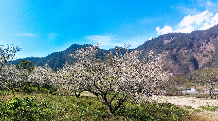 西伯梅園