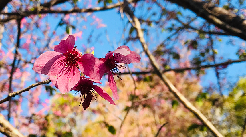 櫻花季