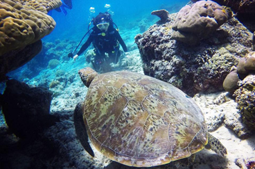 《海龜之島》小琉球深呼吸三日潛水之旅