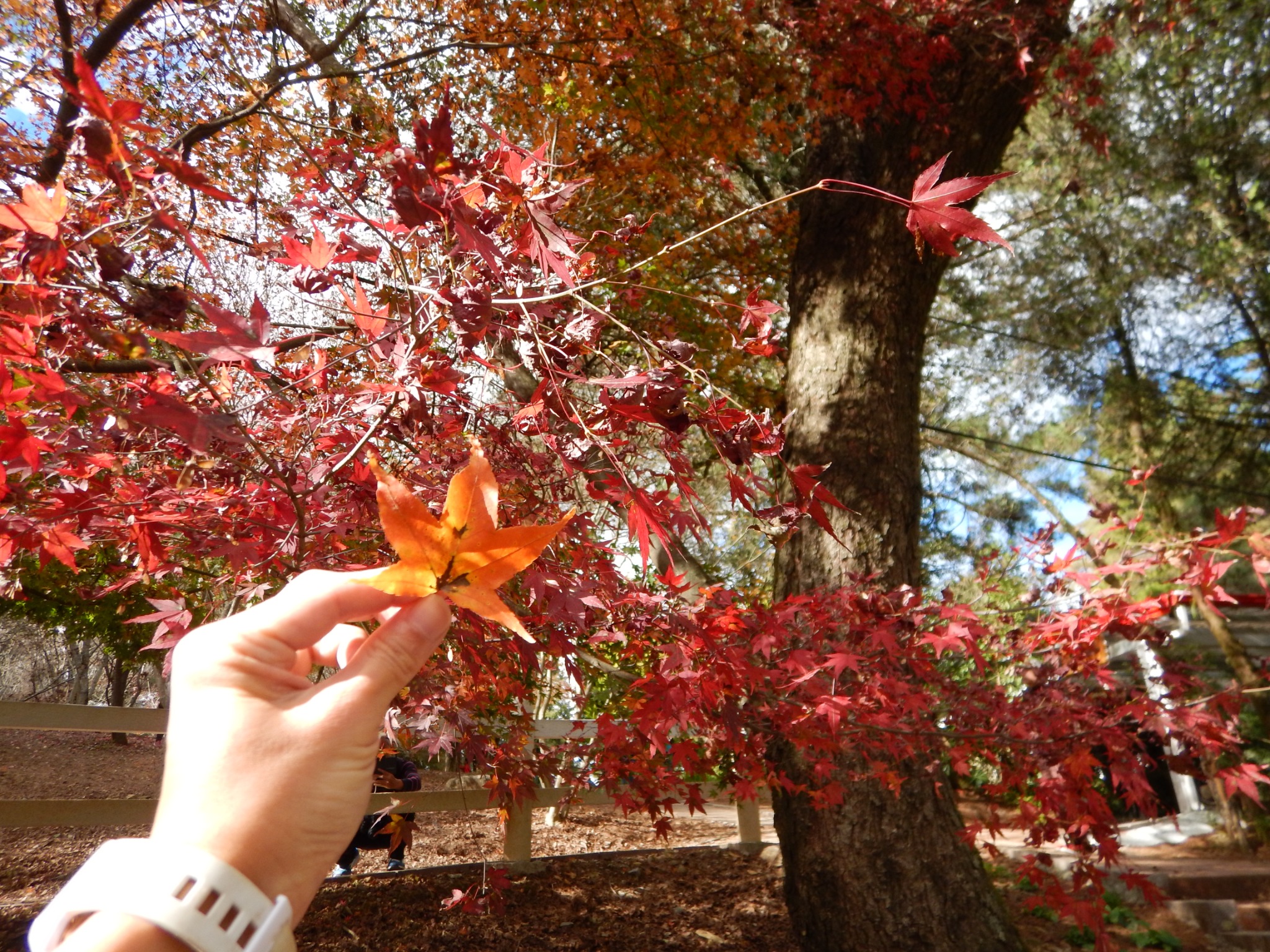 《深秋楓紅》福壽山松廬楓紅合歡溪祕境步道二日遊